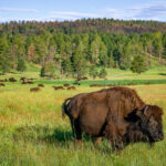 Bison in Custer State Park in Custer, South Dakota.