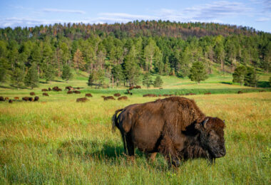Bison in Custer State Park in Custer, South Dakota.