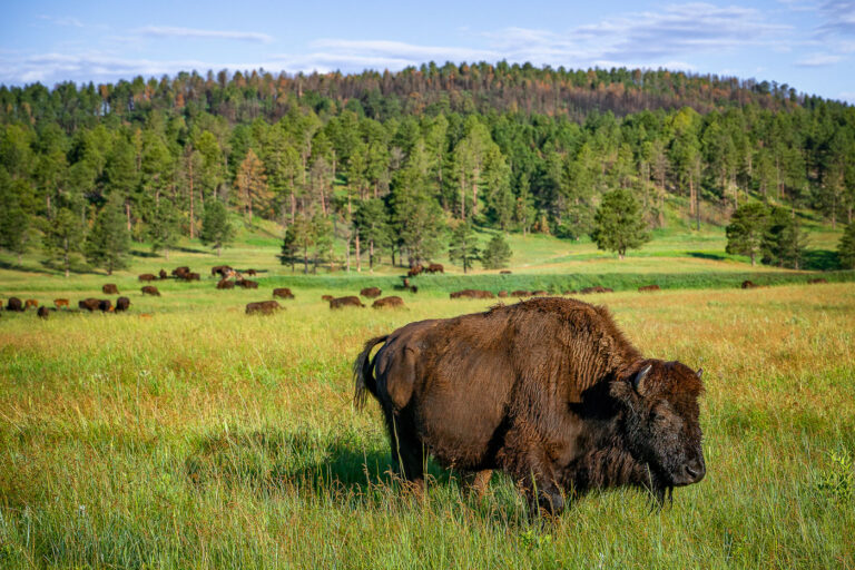Bison Herd in Custer State Park, South Dakota 3 A herd of bison grazes in Custer State Park, South Dakota. Established in 1913, the park is home to one of the largest bison herds in the world, a testament to conservation efforts. The park's landscape, characterized by rolling hills and ponderosa pine forests, provides essential habitat for these American icons. Bison were reintroduced to the park in the early 20th century, helping to restore a species that had been nearly eradicated.