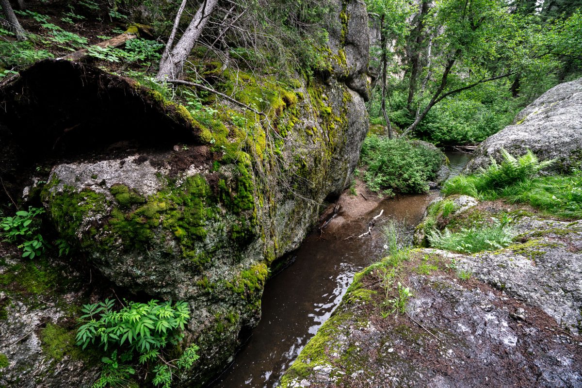 Mossy Granite Outcrop Near Sylvan Lake, Custer State Park