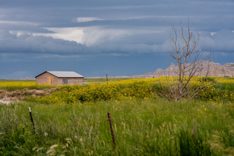 Prairie Storm Over the Badlands 1 A lone wooden shed stands among fields of wild grasses and yellow blooms as storm clouds gather near Interior, South Dakota, on the outskirts of Badlands National Park. The layered sky hints at an incoming summer storm sweeping across the plains, with the rugged formations of the Badlands visible on the horizon. The muted colors and boarded windows evoke both isolation and endurance, capturing the tension between human settlement and the vast, unpredictable prairie environment.