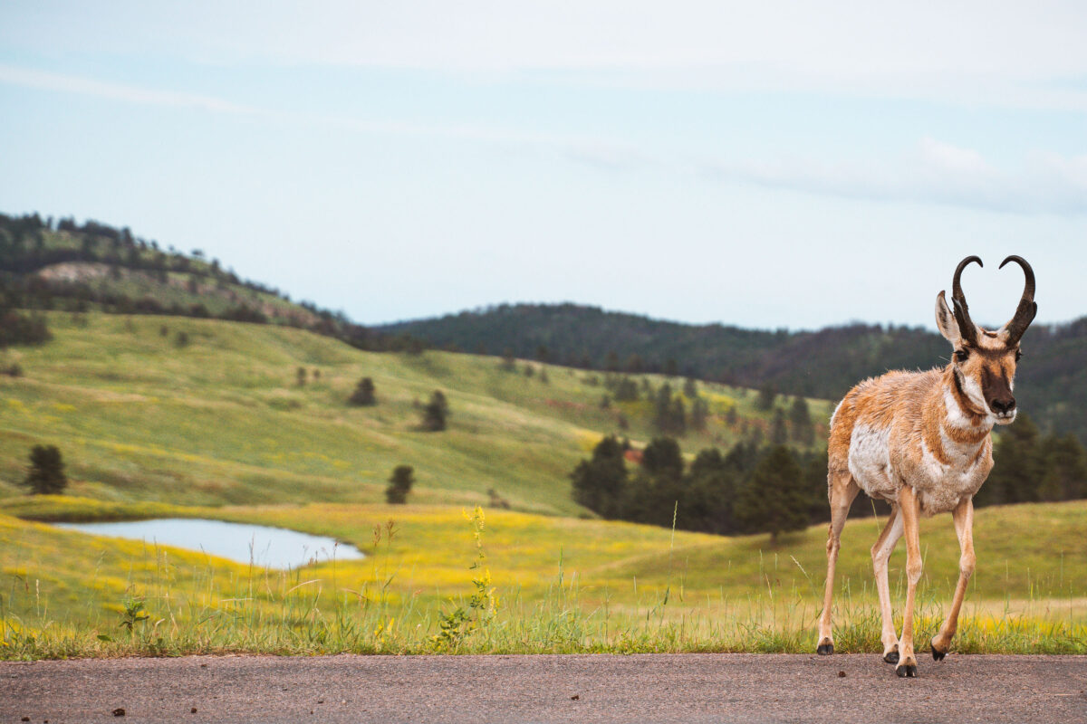Pronghorn, Wildlife Loop Road, Custer State Park