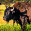 Bison in Custer State Park in Custer, South Dakota