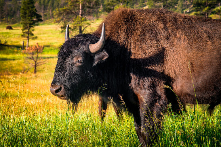 American Bison in Custer State Park, South Dakota 1 A mature American bison stands in the prairie of Custer State Park, South Dakota. Established in 1914, the park's bison herd represents a significant conservation effort, as the species was once on the brink of extinction. Today, the herd numbers over a thousand animals, roaming freely across the park's diverse landscape of mixed-grass prairie and ponderosa pine forest. This herd is a vital component of the ecological restoration of the Great Plains and a living testament to the enduring presence of North America's native megafauna.