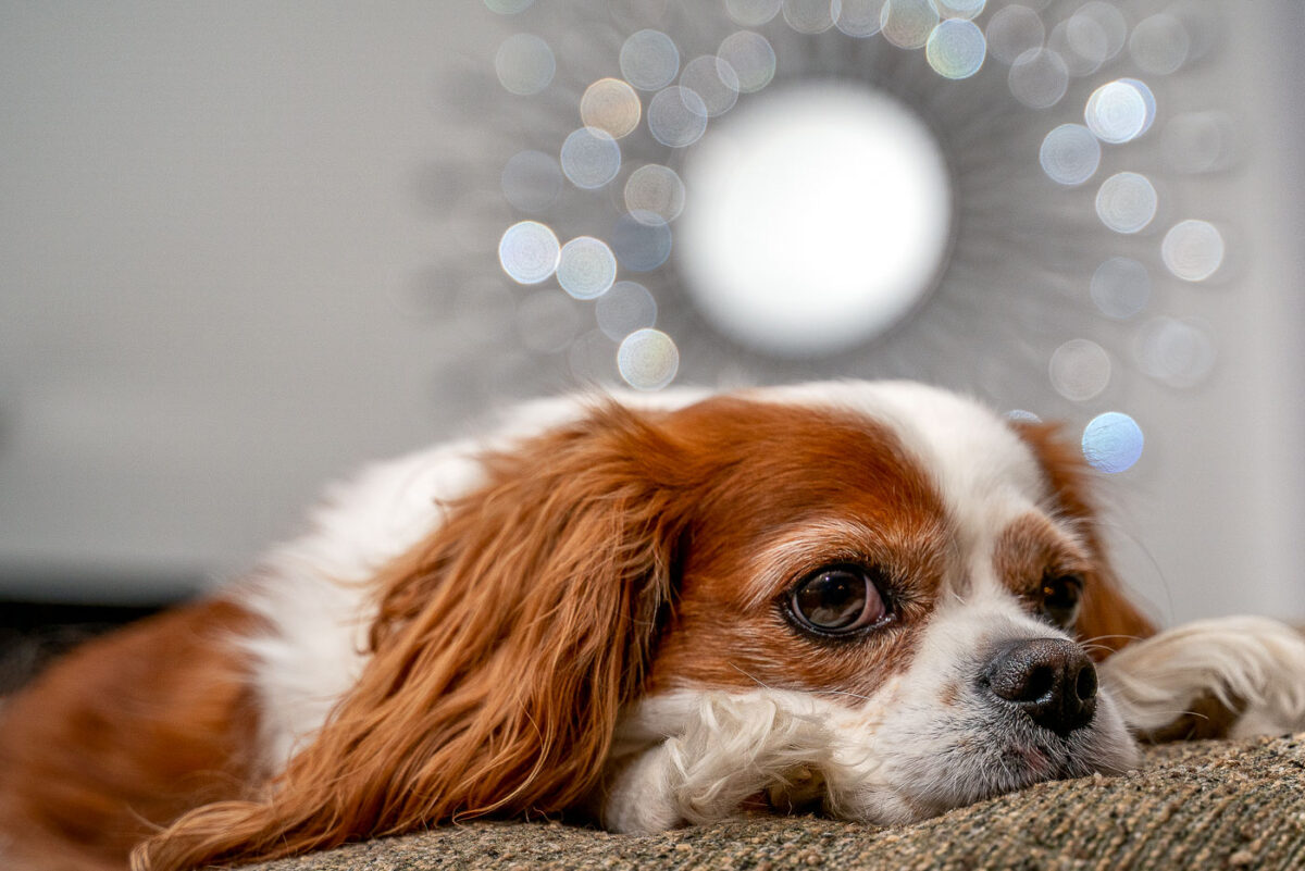 Cavalier King Charles Spaniel laying on a couch.