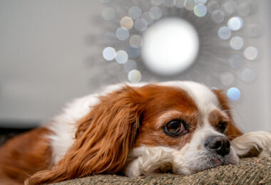 Cavalier King Charles Spaniel laying on a couch.