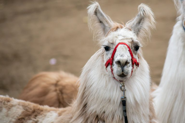 Show Llama in Red Halter, Minnesota State Fair 1 White llama wearing a red halter and lead line at the Minnesota State Fair in St. Paul.
