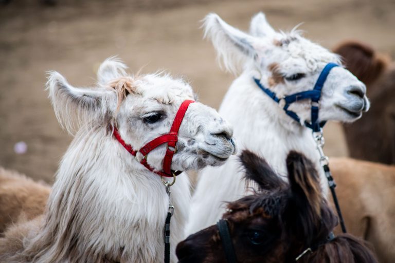 Haltered Llamas at the Minnesota State Fair 1 Three white llamas wearing colored halters stand together at the Minnesota State Fair.