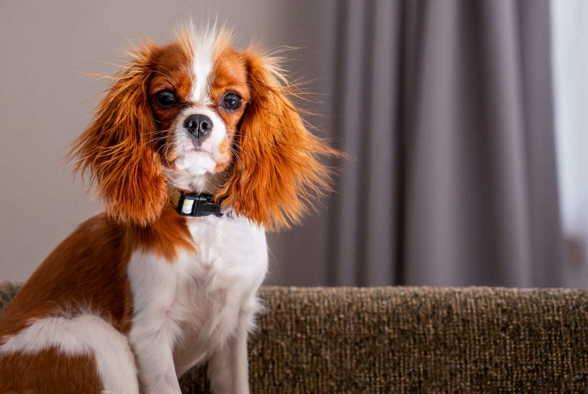 Cute Cavalier King Charles Spaniel Puppy