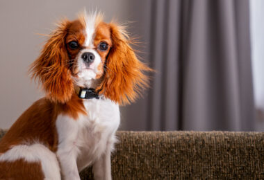 A young Cavalier King Charles Spaniel sits attentively on a couch, its long chestnut and white fur softly illuminated by indoor light. The breed, originally developed in the United Kingdom, is known for its expressive eyes and gentle demeanor. Frequently appearing in portrait photography and companion settings, the Cavalier embodies a mix of elegance and warmth, making it one of the most beloved toy breeds in the world.