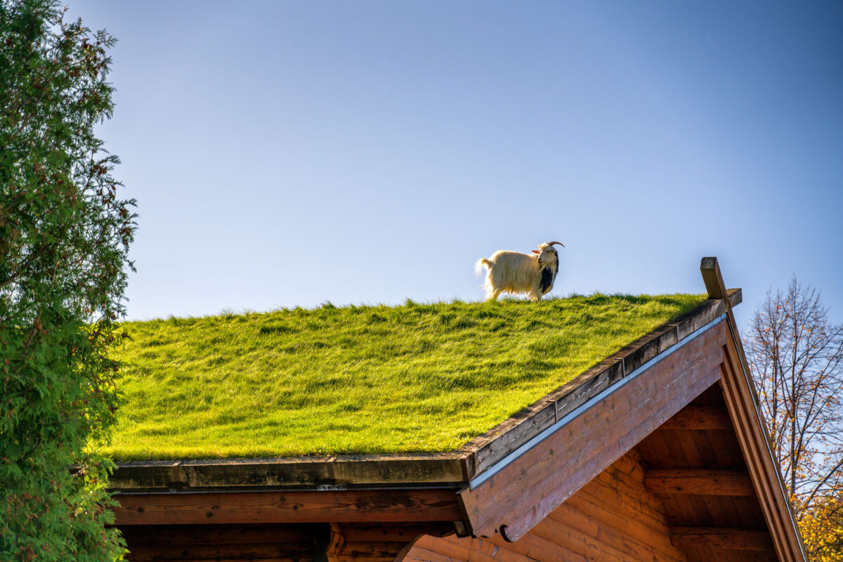 Goats on Sod Roof at Al Johnson’s, Sister Bay, WI