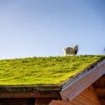 Located in Sister Bay, WI Al Johnson's Swedish Restaurant is known not only for their food but for their goats that roam the rooftop of the restaurant.