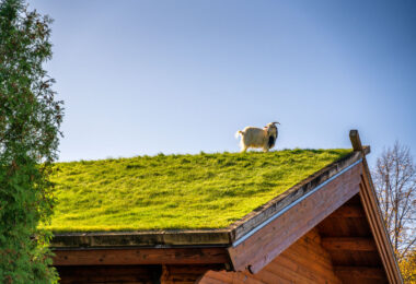 Located in Sister Bay, WI Al Johnson's Swedish Restaurant is known not only for their food but for their goats that roam the rooftop of the restaurant.