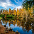 Island Golf Course at Innisbrook near Tampa, Florida.