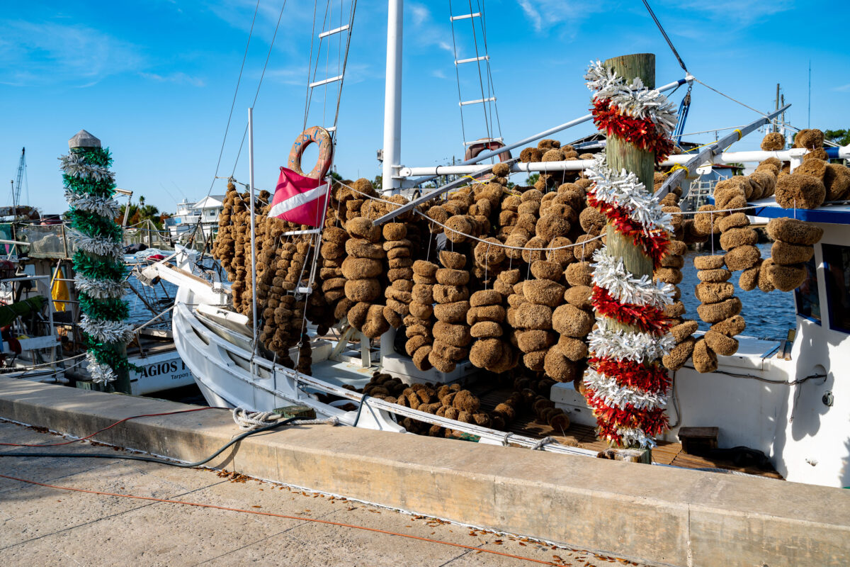 Tarpon Springs Sponge Boat with Harvested Sponges