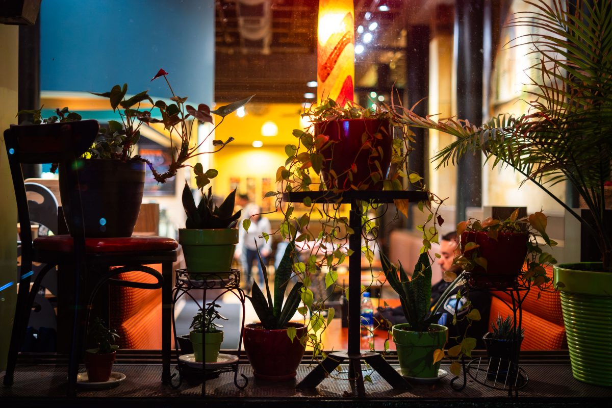 Window Plants at Pizza Luce in Downtown Minneapolis