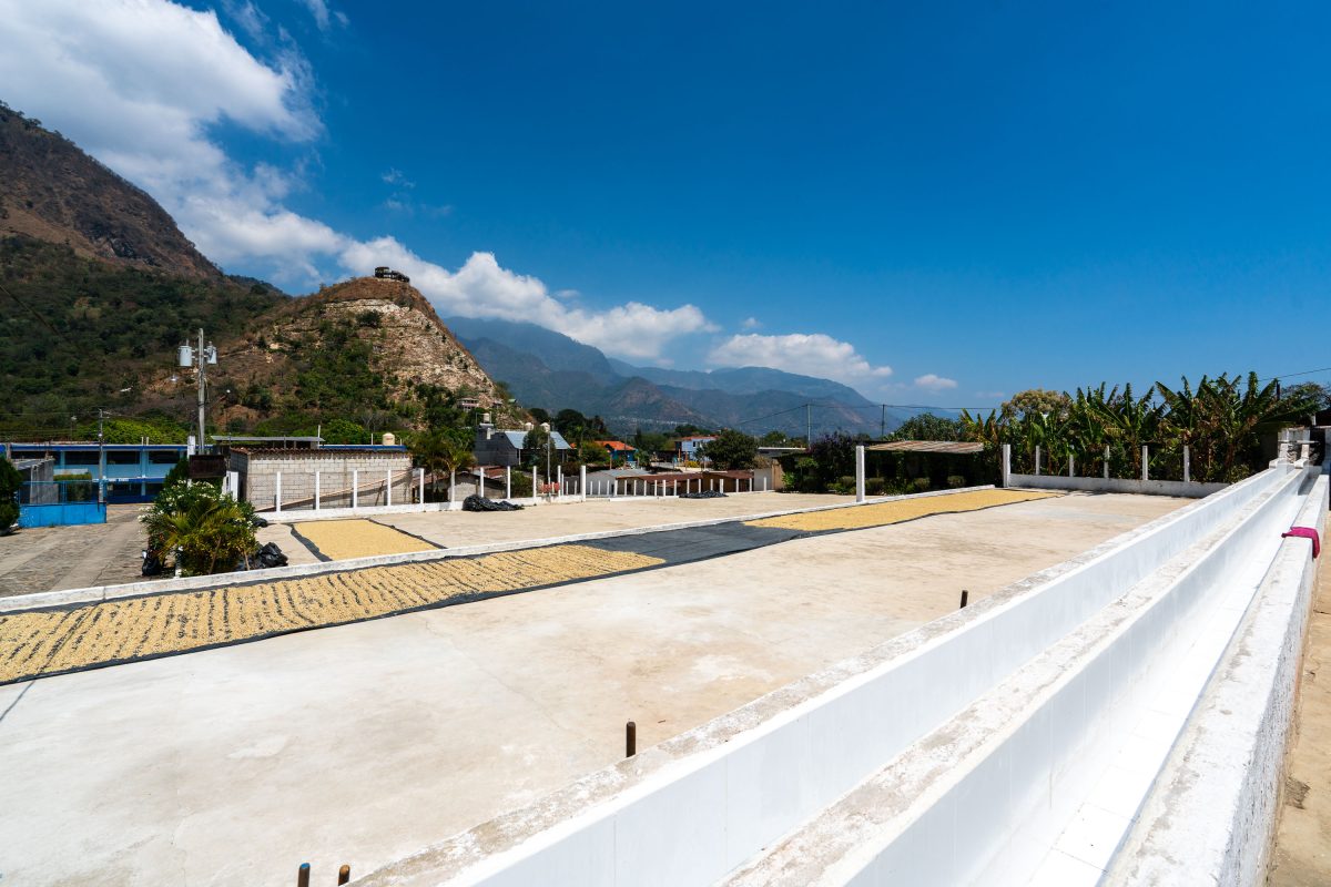 Coffee Beans Drying in Guatemala