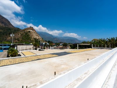 Coffee Beans Drying in Guatemala