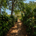 Coffee growing at the La Voz Coffee Cooperative in San Juan Guatemala.