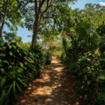 Coffee growing at the La Voz Coffee Cooperative in San Juan Guatemala.