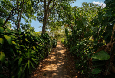 Coffee growing at the La Voz Coffee Cooperative in San Juan Guatemala.