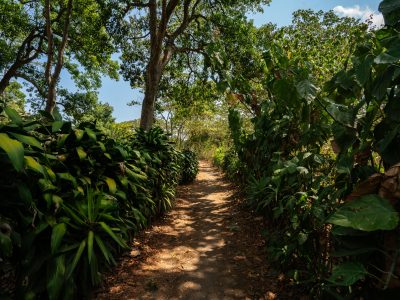 La Voz Coffee Cooperative Path, San Juan La Laguna, Guatemala