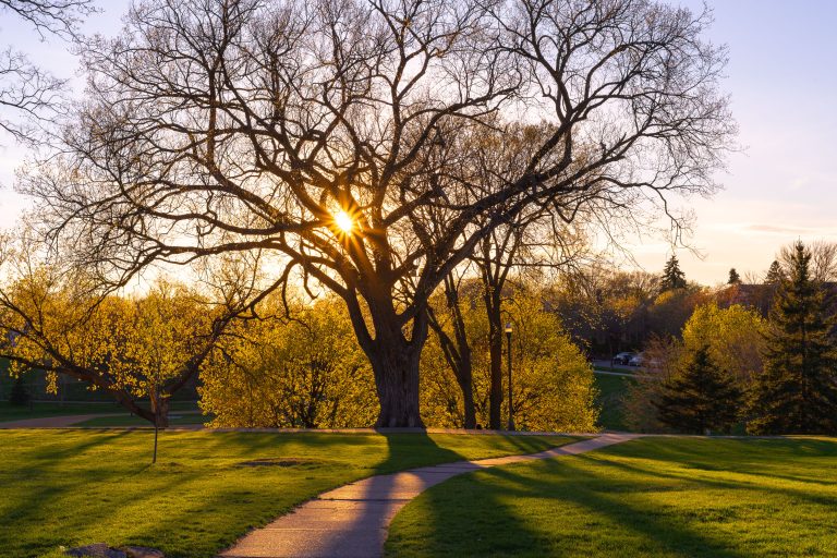 Sunset Behind a Large Elm at Powderhorn Park 2 A large bare tree stands backlit by golden sunset light in Powderhorn Park, Minneapolis, with a winding path leading through the grass toward it.
