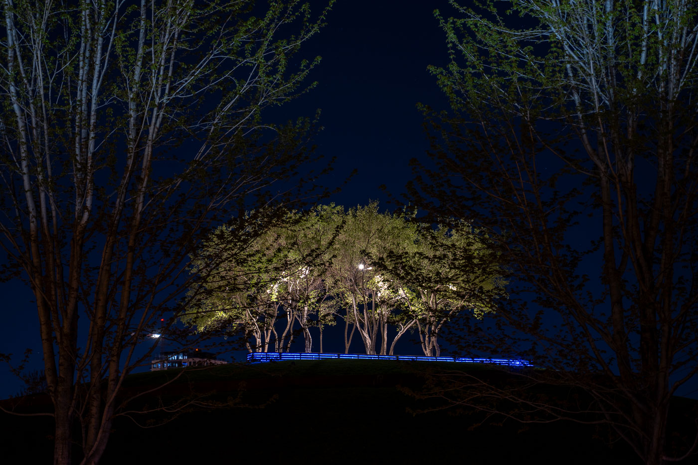 Trees in the middle of Gold Medal Park