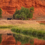 A cow grazing in the grass near the Belle Fourche River in Devil's Tower, Wyoming.