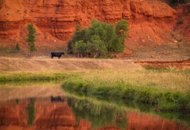 A cow grazing in the grass near the Belle Fourche River in Devil's Tower, Wyoming.