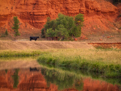 Cow by Belle Fourche River, Devil's Tower, Wyoming
