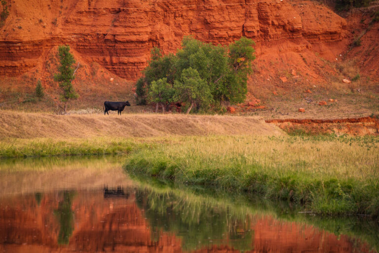 Belle Fourche River 2 A cow grazing in the grass near the Belle Fourche River in Devil's Tower, Wyoming.