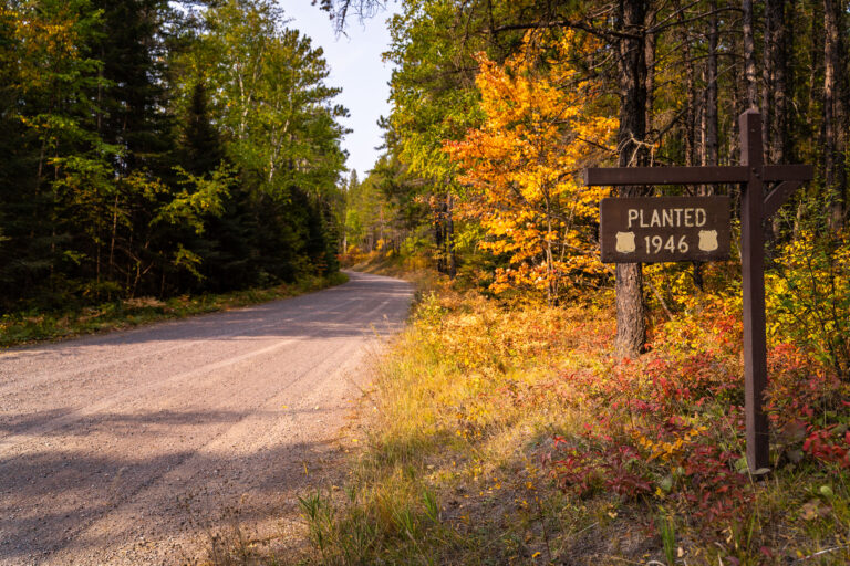 Stony River Road in Superior National Forest 1 Stony River Road in Superior National Forest with a 1946 planted sign.