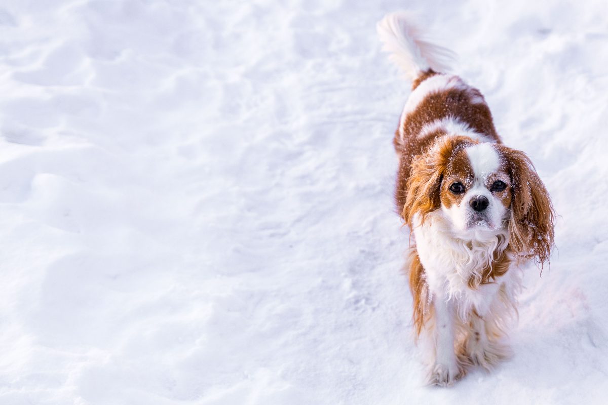 Cavalier King Charles Spaniel Walking Through Snow