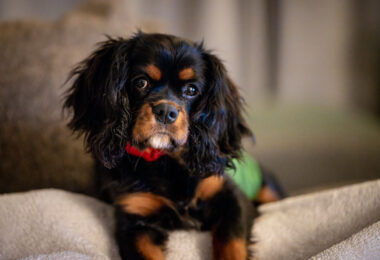 A black and tan Cavalier King Charles puppy.