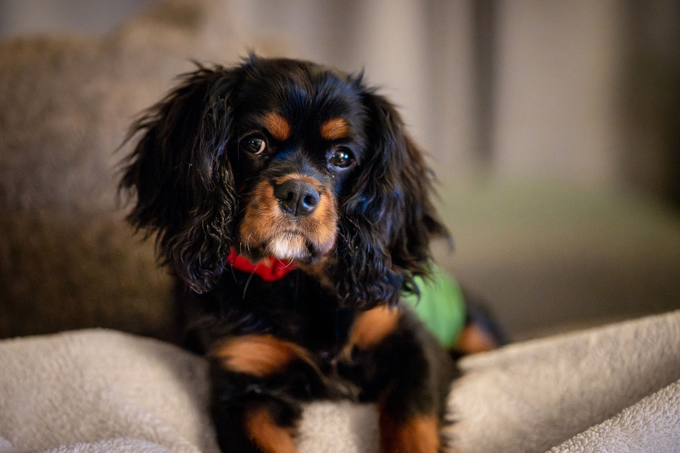 Black and Tan Cavalier King Charles dog