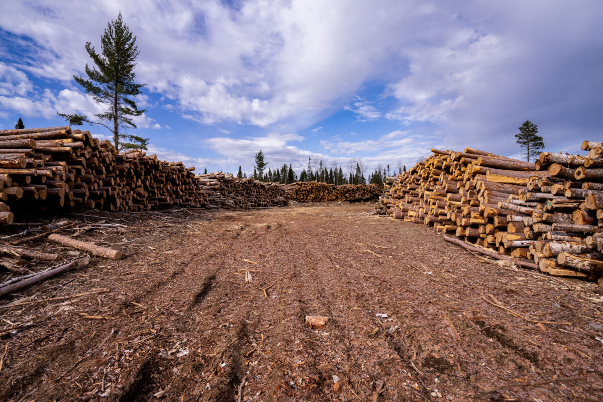 Log Piles in Superior National Forest