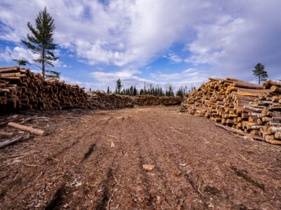 Log Piles in Superior National Forest