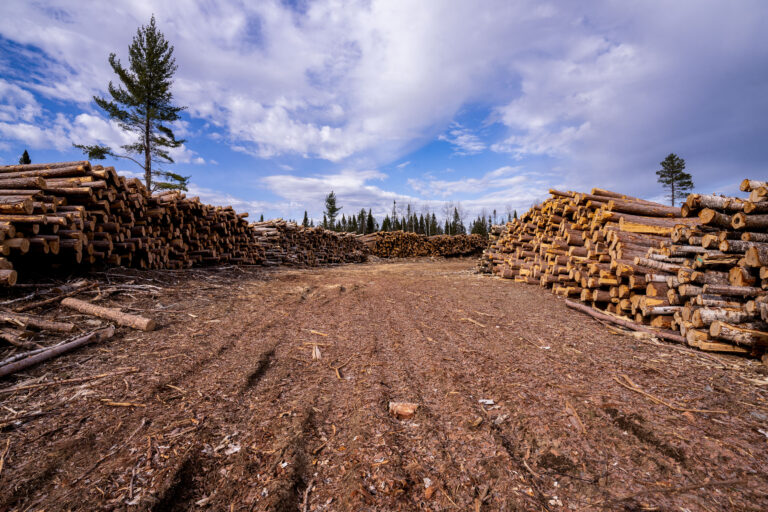 Log Piles in Superior National Forest 3 Log piles in Superior National Forest near Isabella, Minnesota, with clearing and conifers
