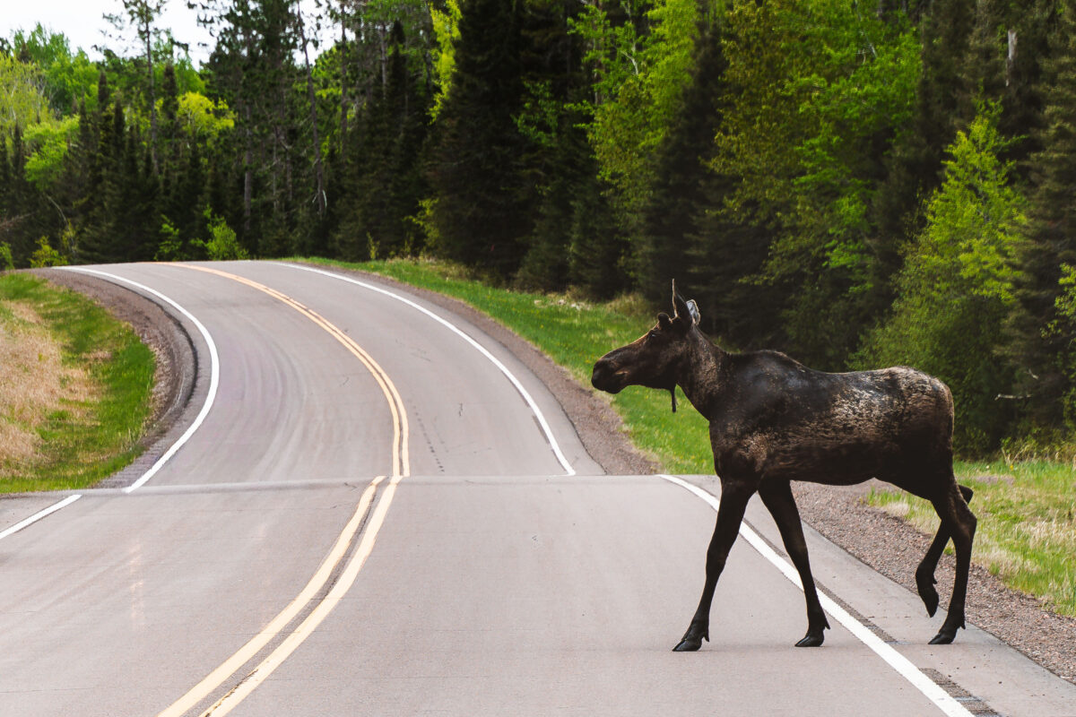 Moose on Highway 1, Northern Minnesota
