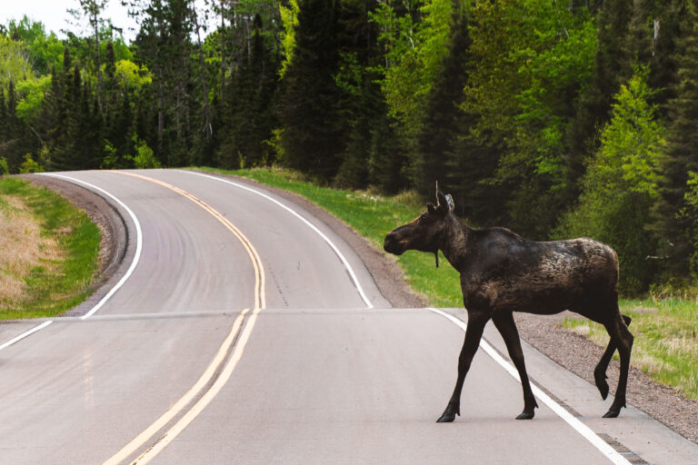 Moose on Highway 1, Northern Minnesota 2 Moose crossing Highway 1 in northern Minnesota near the Superior National Forest