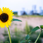 Sunflower at Kasota Prairie SNA, Minnesota 1 A wild sunflower blooms at Kasota Prairie Scientific and Natural Area, a remnant of Minnesota’s once vast prairie ecosystem. Managed by the Department of Natural Resources, this protected site preserves dry prairie and oak savanna habitats, supporting a variety of native wildflowers, grasses, and pollinators. The area’s sandy soils and open fields provide a glimpse into the state’s pre-settlement landscape, highlighting the importance of prairie conservation in modern agriculture corridors.