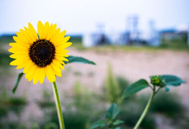 A wild sunflower blooms at Kasota Prairie Scientific and Natural Area, a remnant of Minnesota’s once vast prairie ecosystem. Managed by the Department of Natural Resources, this protected site preserves dry prairie and oak savanna habitats, supporting a variety of native wildflowers, grasses, and pollinators. The area’s sandy soils and open fields provide a glimpse into the state’s pre-settlement landscape, highlighting the importance of prairie conservation in modern agriculture corridors.