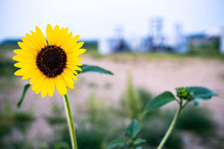 Sunflower at Kasota Prairie Scientific and Natural Area 1 Sunflower at Kasota Prairie Scientific and Natural Area in Minnesota.