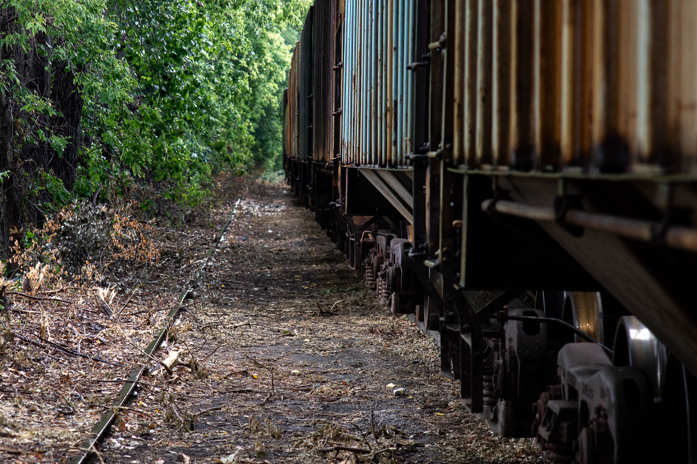 Old freight train on tracks in Minneapolis with trees