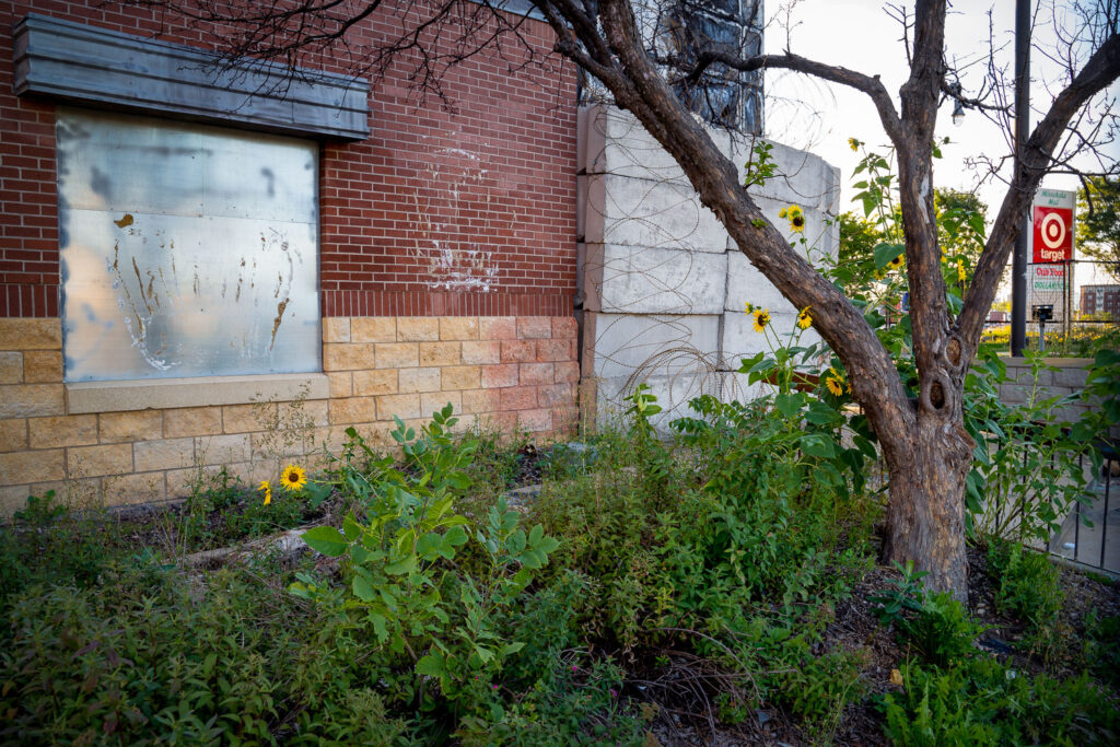 Sunflowers grow inside the barbed wire security fence at the Minneapolis Police Third Precinct.