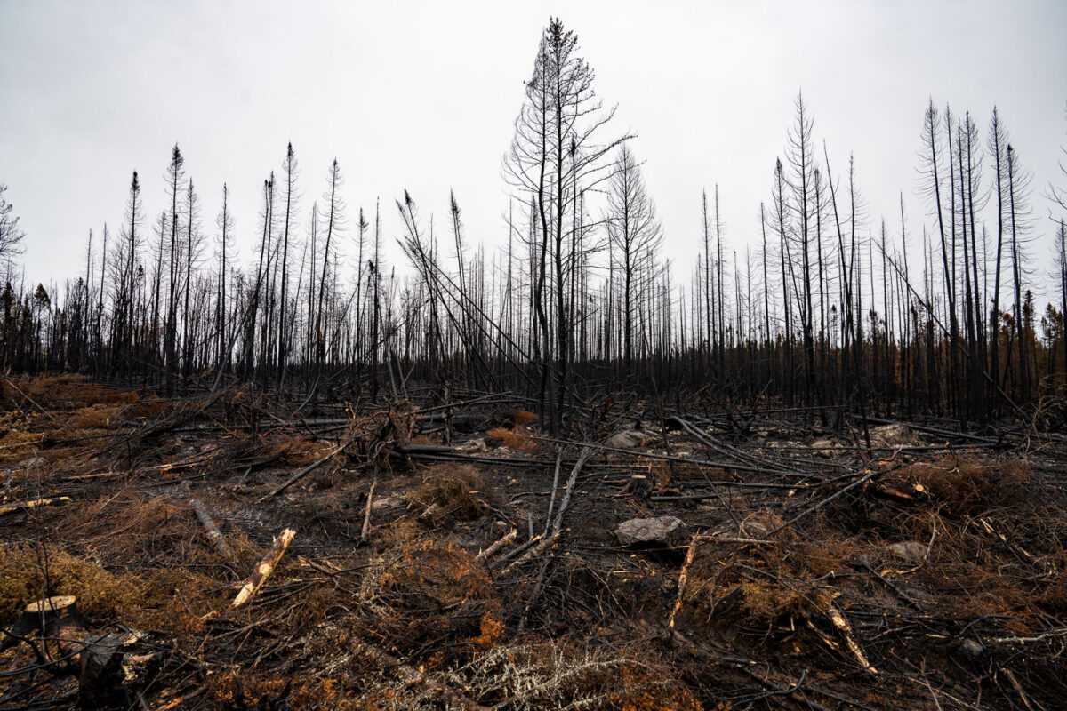 Burnt trees from Greenwood Fire, Superior National Forest