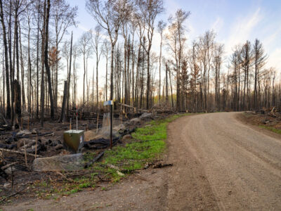 Road through Greenwood Fire Zone, Superior National Forest, Minnesota