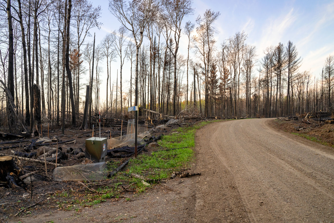 A road winds through the Greenwood Fire closure zone within Minnesota's Superior National Forest, showcasing the extensive impact of the August 2021 wildfire. The Greenwood Fire, ignited by a lightning strike in an exceptionally dry forest, burned approximately 27,000 acres, affecting parts of the Boundary Waters Canoe Area Wilderness. Following the initial containment, hundreds of US Forest Service crew members worked to manage hot spots and begin recovery efforts. This landscape now serves as a testament to the fire's destructive power and the ongoing ecological restoration in the region.