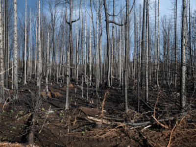 Greenwood Fire Burned Trees, Superior National Forest